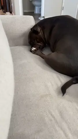 She zones out when she licks her paws lol 😂🏡🦛 #staffy #househippo #pitbull #dogs #fyp 
