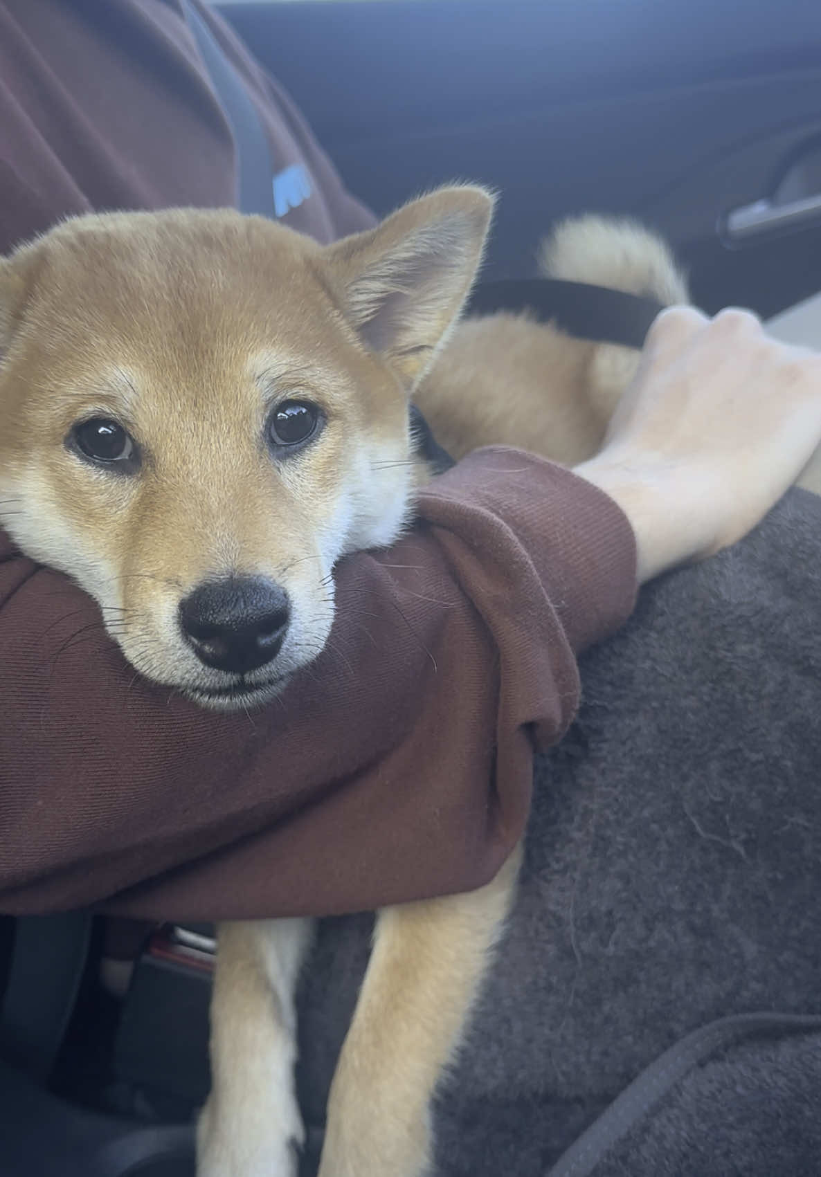 No way , perfect timing at the end 😂 #fyp #shiba #shibapuppy #fyp 