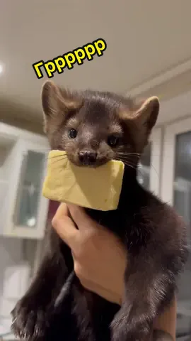 Это не воровство со стола это добыча пропитания☝🏾#viralvideotiktok #viral_video #shorts #humor #vibes #соболиха #animalsoftiktok #animal #природа #животные #russiangirl