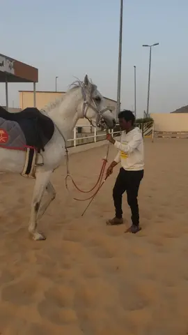 # اول يوم تعليم تنويم الخيل اول يوم ما شاء الله عربي اصيل اكاديميه نجران للفروسيه#🇸🇦🇸🇦🇸🇦🇸🇦🇸🇦 #😘😘 #🇸🇦🇸🇦🇸🇦🇸🇦🇸🇦 