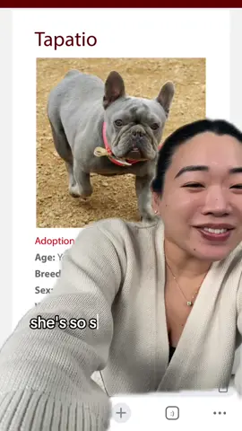 I’m gonna be a mom 🥲🥲 #frenchiesoftiktok #frenchie #greenscreen 