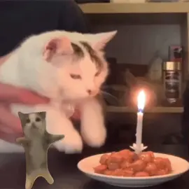 happy birthday 😹 #happybirthday #catvideo #catlover #singingcat #dancingcat #ai 