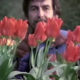 Happy birthday to this man, I love him with my whole heart and wish he was still here today❤️‍🩹. He was a truly talented songwriter and I’m glad he got to spread his beautiful voice and lyrical talents both in and out of the Beatles before he died. By far out of all the Beatles, his solo career was my favorite. (#georgeharrison #GEORGEHARRISON #Thebeatles #georgeharrisonedit #cmbyn #mysweetlord #itsbeenalonglongtime #sad)
