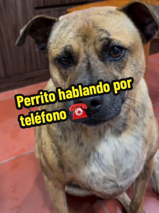 #perritohablendoportelefono 