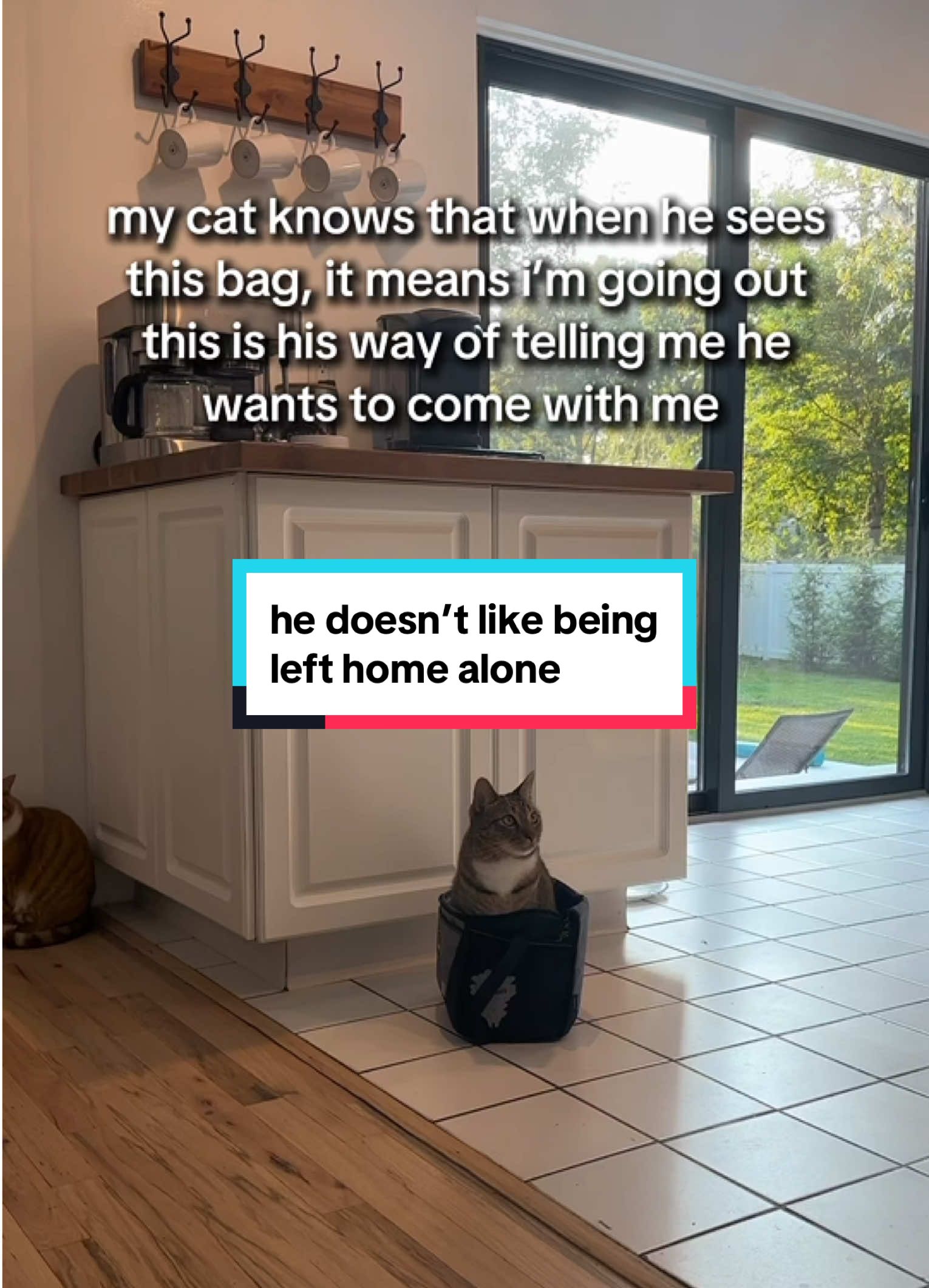 his sad little face saying “please take me with you🥺