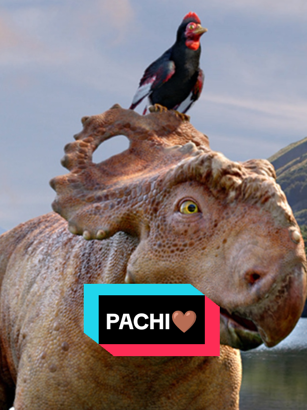 Hablemos de Pachi 🤎 #pachi #walkingwithdinosaurs #jurassicpark #jurassicworld #dinosaurios #information #humor #Viral #viralvideo #shitposting #shitpost #shitpost #shitpost #shitpost #shitpost #shitpost #shitpost #shitpost #shitpost ♥️