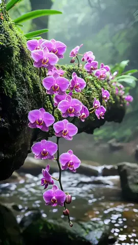 hoa phong lan#vẻđẹpmêhồn #xuhuongtiktok #lênxuhướng 