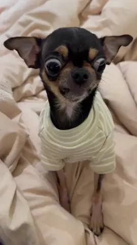 angry chihuahua #usa_tiktok #dogsoftiktok #chihuahuastiktok #funnymoments 