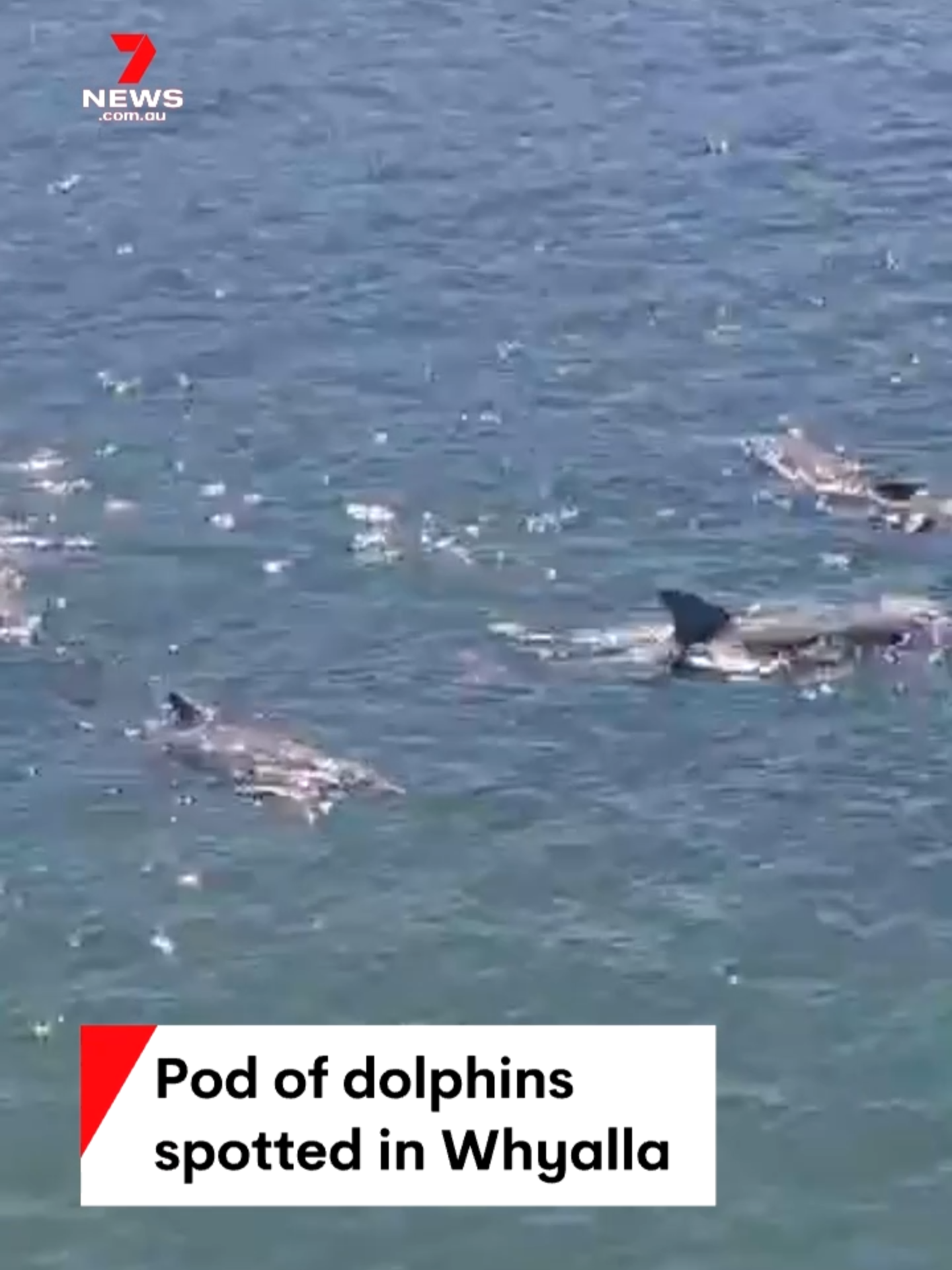 A pod of dolphins has been spotted frolicking in the summer sunshine off Whyalla. #Dolphin #7NEWS