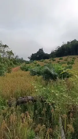 sawit vs padi 😁😁😁#petanimuda #fyp #fypシ #fyppppppppppppppppppppppp #tbm #petaniindonesia🇮🇩🇮🇩🇮🇩🌿🌿 #sawitontiktok #asdbakrie #costarikathemba #petanisawit 
