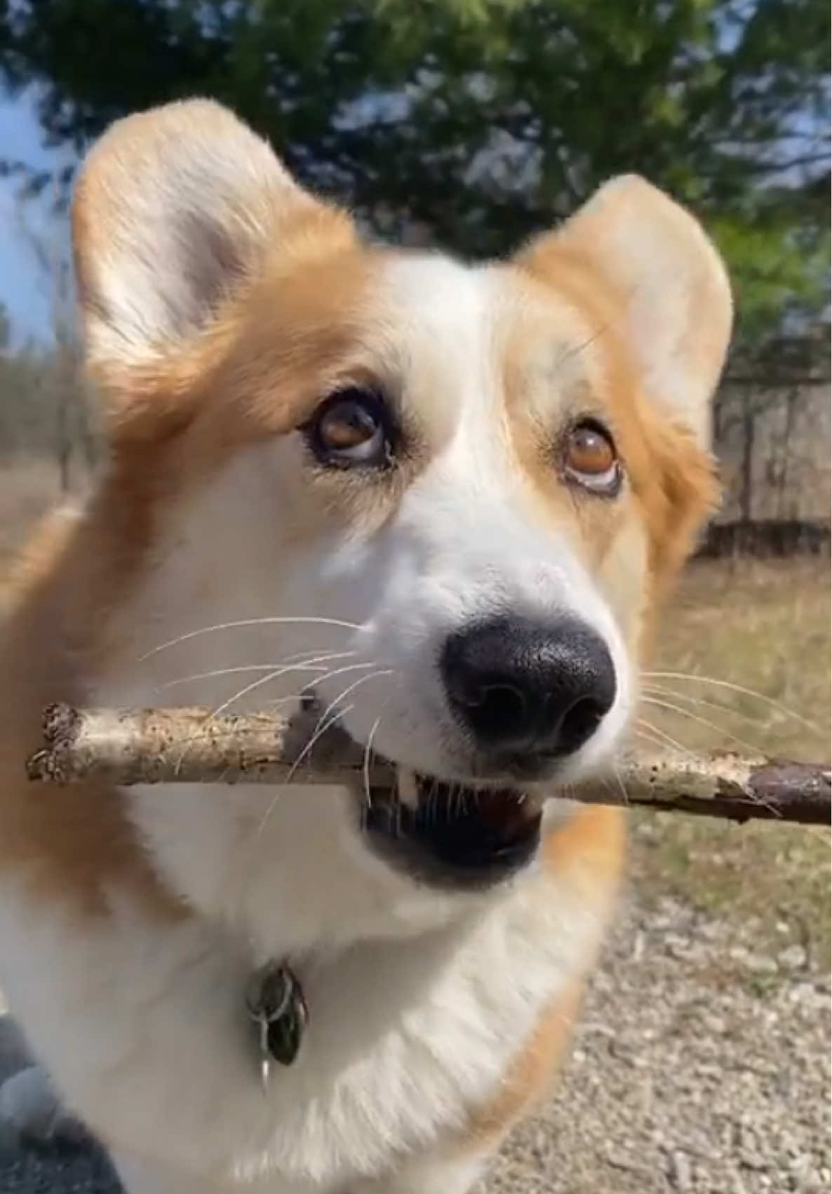 Put a 👋 in the comments if I’m on your FYP😘 PS. I luv sticks 💚 #newfriends #foundastick 