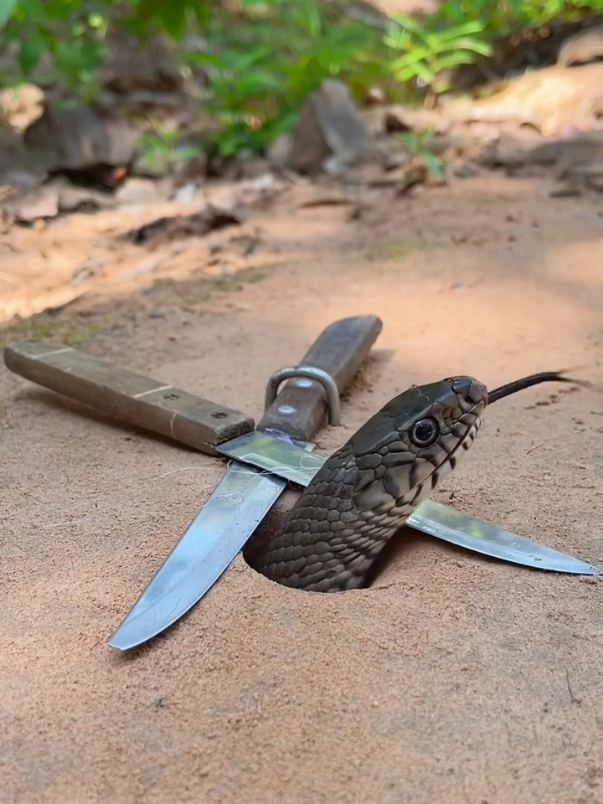 How to caught a dangerous through new tricks Trapes #snake #snakes #snakevideo #viralsnakevideo #dangeroussnake #longsnake #fyp #viralvideo2025 #viralreelsti #trap #trapes 