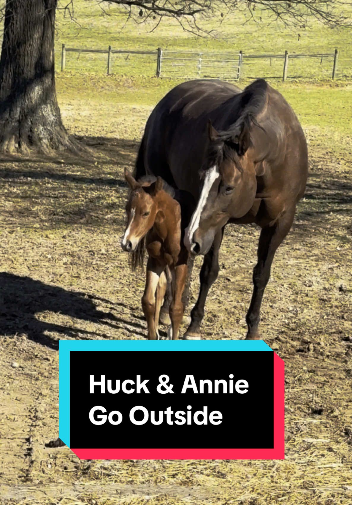 Annie & Huck go outside🐴💕 #foalsoftiktok #foalsof2025 #foalingseason 