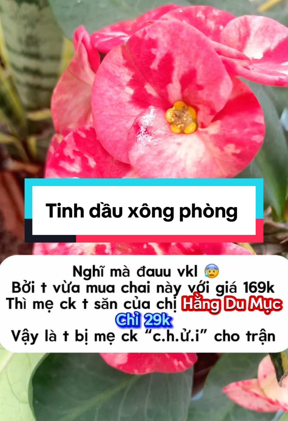 #78store9 #tinhdauxongphong #xongphong #tinhdauthom #tinhdauthomphong #tinhdauxongphongngu #muasam #affiliatemarketing #LearnOnTikTok #homeliving #sanphamxuhuong #affiliatemarketing #master2025bytiktok 