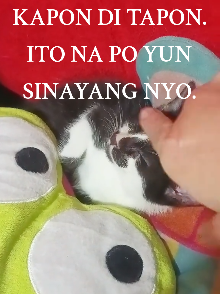 Ito yun Sinayang nyo. Super cute at madaldal pa. 🙀🤣 #kittysproducts #catlover #catmom #cats #furparent #adoptdontshop #kaponditapon 