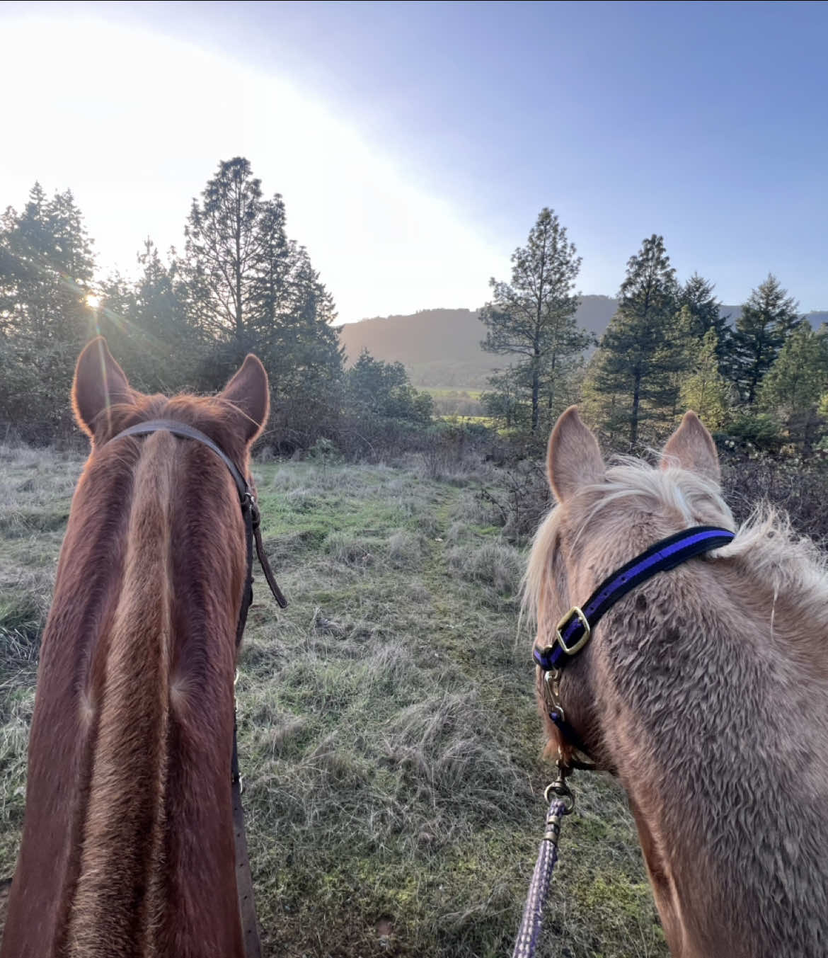 I live in a wonder land 💕🥹  #horseriding #riddlerthethoroughbred #thrbeersandsunshine 