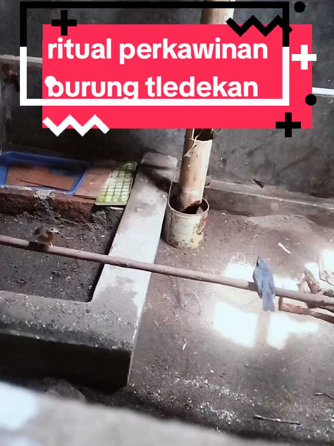 proses terjadinya perkawinan burung tledekan #breedingtledekan  #cucakjenggot  #cucakrowo  #burunglagikawin #tledekangunungnyeklek