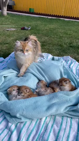 Нежная мамочка Фея Тгк: versocats #verso #versocats #catsoftiktok #kitty #catmom 