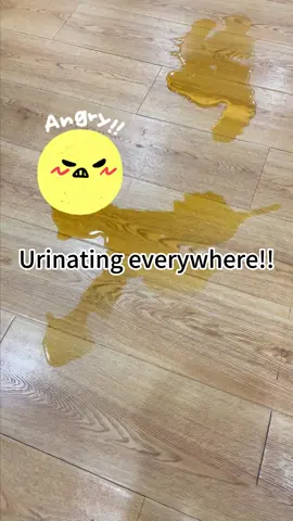 Washable dog pad: the ultimate solution for clean floors#dogsoftiktok #pee #dog #DogMomLife #DogTraining #tiktokshop 