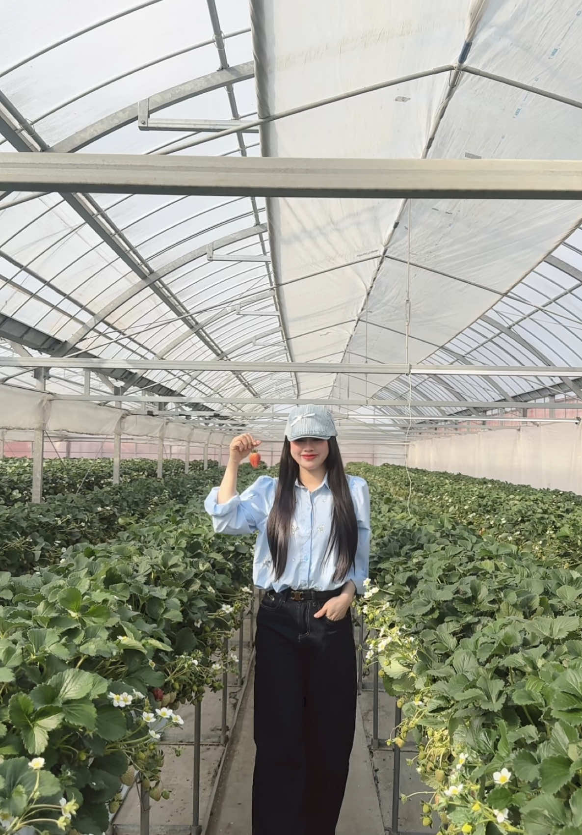 Một mùa dâu không biết đi bao nhiêu lần 🤣