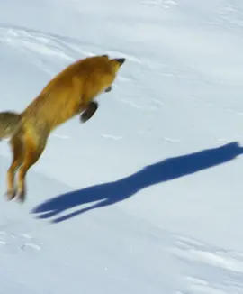 #amazinganimalsworld #wildlife #foryou #tiktok 