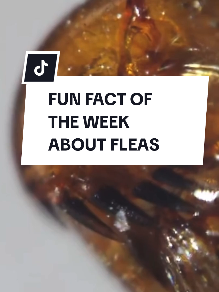 FUN FACT OF THE WEEK ABOUT FLEAS #FLEAS #DOGTOL #CATTOK 