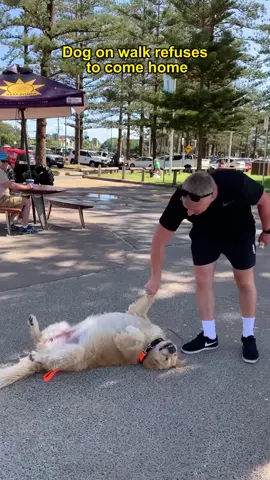 Dog on walk refuses to come home #dog #dogsoftiktok #tiktok #usa🇺🇸 #funnyvideos #funnydog 