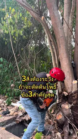 3สิ่งต้องระวัง #ตัดต้นไม้ #ต้นโพธิ์ #เลื่อยยนต์ #เทคนิคดีบอกต่อ 