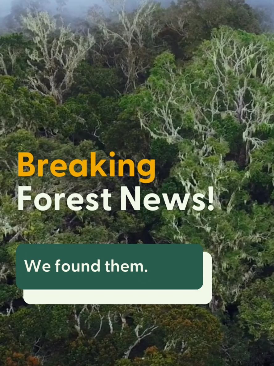 Your weekly forest news! 70-90% of all rainforest species live in the canopy. #ForestNews 