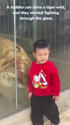 Newborn calves don't fear tigers！A little boy playfully interacts with a tiger through the glass, full of childlike wonder! 🐯👦✨#HarmonyBetweenHumansAndNature #SharingJoy #China