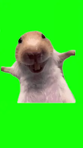 rat laughing  #rat#mouse##fypage #tiktok #ratmeme #greenscreen #laugh#fypage #meme