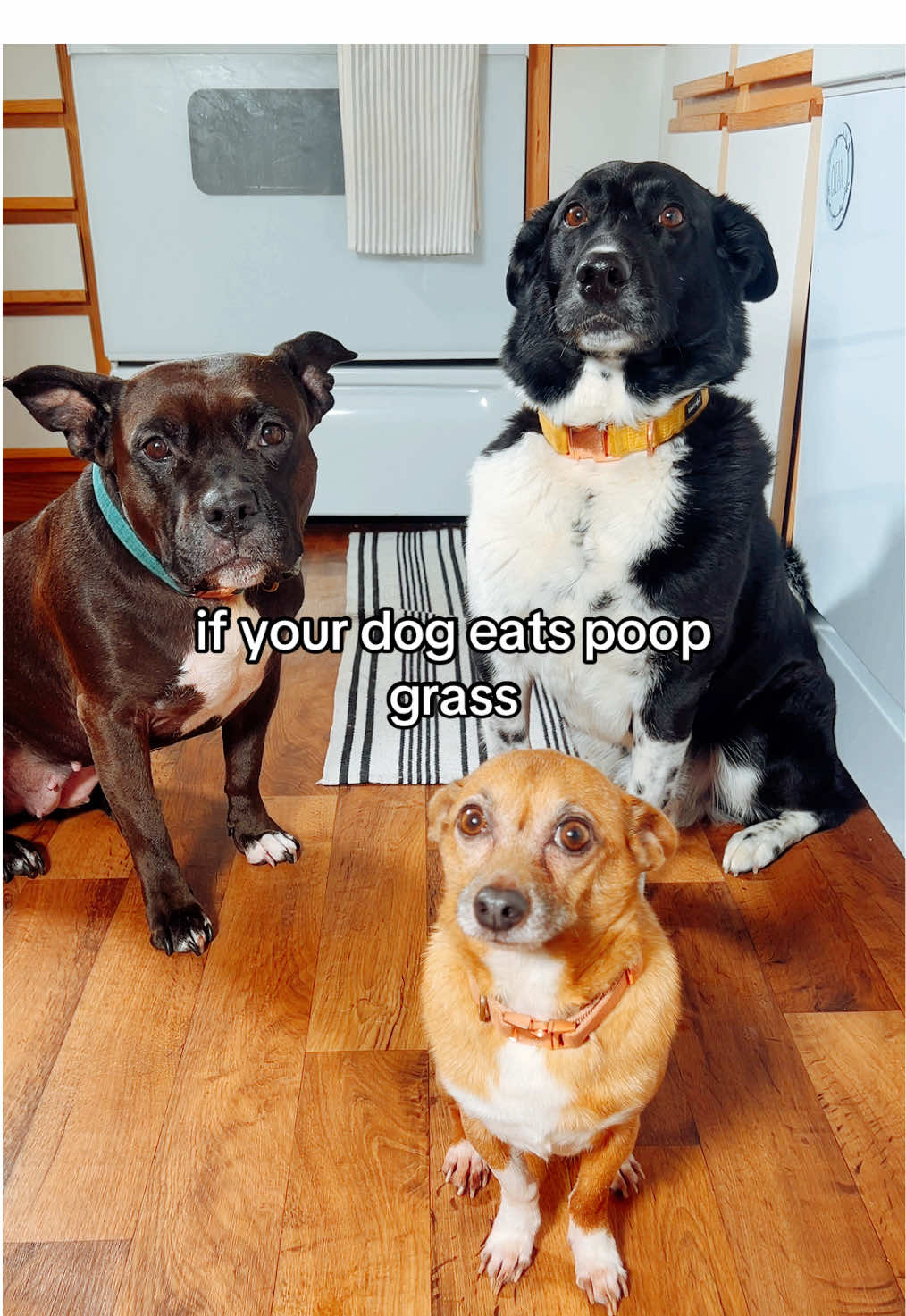 Does your dog eat poop? 💩  #doghealth #dogcare #dogtips #doghealthtips #dogsontiktok 