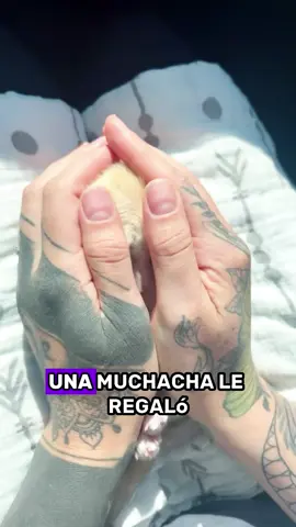 una muchacha le regaló a su novio un pequeño zorro #animals #Foryou #Friendship #Us