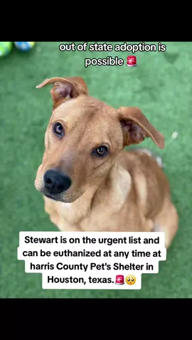 Stewart is extremely urgent he can be euthanized at any time at harris County pet's in Houston TX.  The shelter is at full capacity and in desperate need of adopters and fosters ‼️‼️‼️ If you can foster or adopt please apply @Rescue Dog Army  Application in Bio. 🚨 OUT OF STATE ADOPTION IS POSSIBLE.  Name. Stewart.  ID #A631078 . 1A07. Volunteers Notes 📝  Co kenneled with Beau. easy to leash.  wasn't reactive walking past kennels.  loves belly rubs.  loves fetch.  seems like he would be great around kids.  likes to give kisses.  he's a huge lover boy and loves to cuddle with his human.  knows how to take treats nicely.  he's treat motivated.  knows sit.  loves to engage and goof around with his human.  has a playful and loving personality.  low to medium energy level.  he lovessss receiving affecton and attention from his human. he eats it up.  has that puppy personality minus the energy haha.  loves to play with toys.  HARRIS COUNTY PET'S UNALIVE HEALTHY DOGS 3 DAYS A WEEK. MONDAY, WEDNESDAY, AND FRIDAY M MORNINGS. 🥺‼️🚨 OUT OF STATE ADOPTION IS POSSIBLE.  PLEASE MESSAGE ME IF YOU HAVE ANY QUESTIONS.  ADDRESS  HARRIS COUNTY PET'S SHELTER. 612 CANINO RD IN HOUSTON TEXAS.  SHELTER OPENING TIMES.  MONDAY TO FRIDAY. 9AM-6PM  WEEKEND. 9AM-4PM.  foster@countypets.com. If you can foster.  #adopt #foster #rescue #resuedogarmy #savealife #harriscountypets #euthlist #bestfriend #FYP #dog 