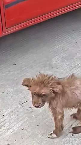#dog #dogcute #dogvideos #poordog 