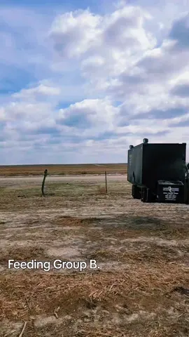 Putting out cow chow the right way. Unlike @Jarrod Simpson and @DerekChastain with their stupid bale beds. #eatbeef #agtok #cowtok #rancher  #ranching #livestock #cattle #agriculture #calves #cowcalf #cows #beef #fyp #foryou #foryoupage 