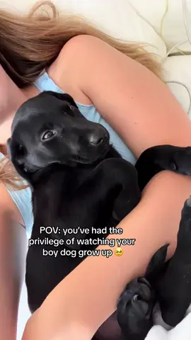 The eyes always get me 😭🥹 #dogs #viral #fyp #foryou #pets #relatable #dog #dogtok #dogsoftiktok #labsoftiktok #lab #puppy 