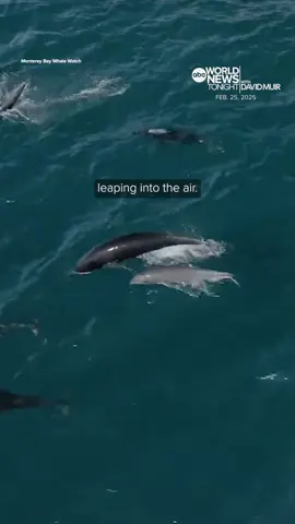 In #California’s #MontereyBay, a rare “super pod” of nearly 3,000 northern right whale #dolphins went out for a swim, many #mothers and their #babies, leaping through into the air. #DavidMuir shares the remarkable moment caught on camera. #WorldNewsTonight #AmericaStrong #Animals
