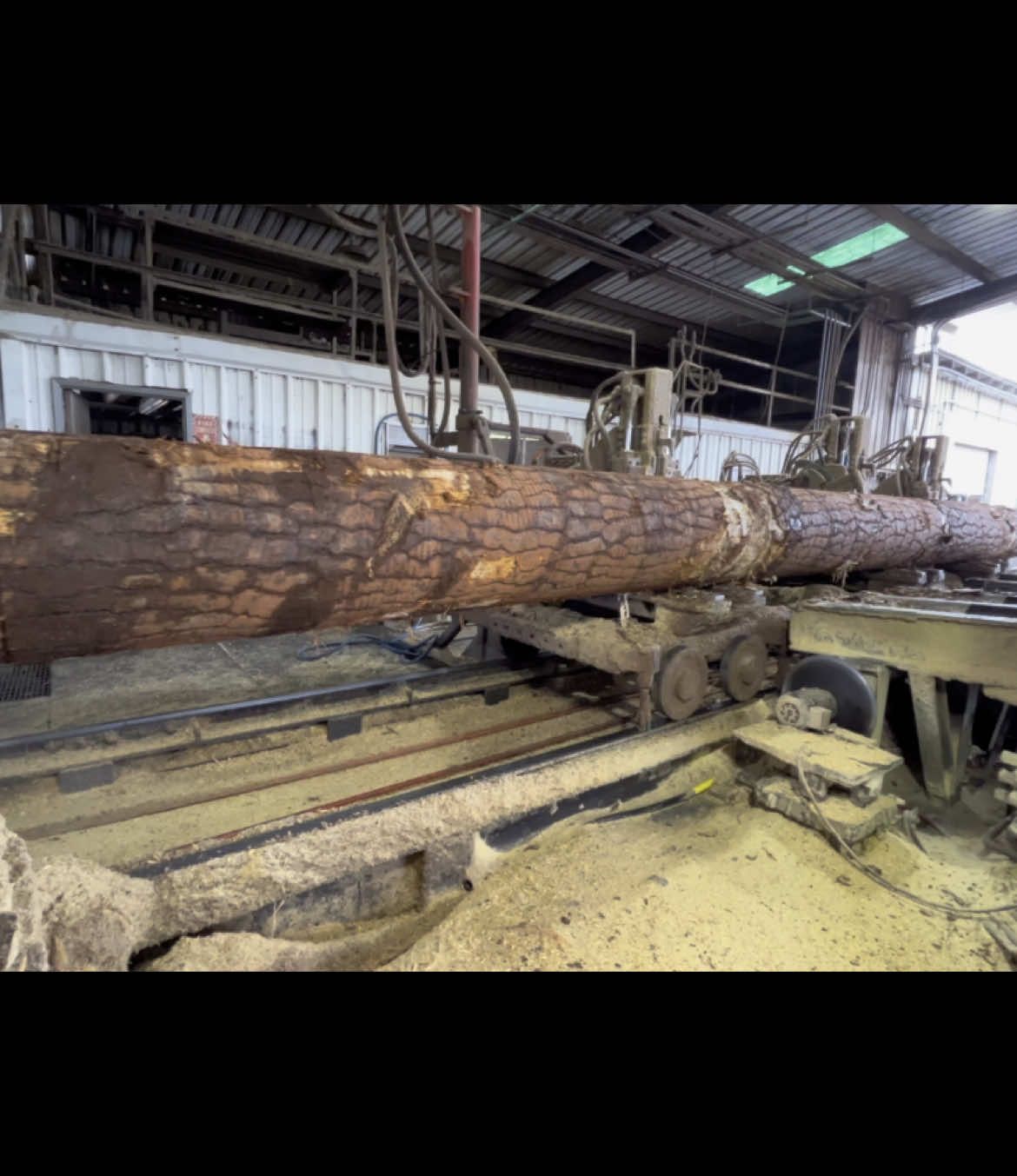 In this video, watch as we tackle a massive pine log using a solid tooth saw with a 1/4” kerf, followed by a pop-up saw for precision cutting. You’ll also see the importance of adding water to the head rig saw to keep the blade cool and reduce friction for smoother cuts. No commentary, just pure sawmill action! #Sawmill #PineLog #SolidToothSaw #PopUpSaw #HeadRigSaw #SawingLogs #Woodworking #LogCutting #WaterCooling #Woodcutting #SawmillLife
