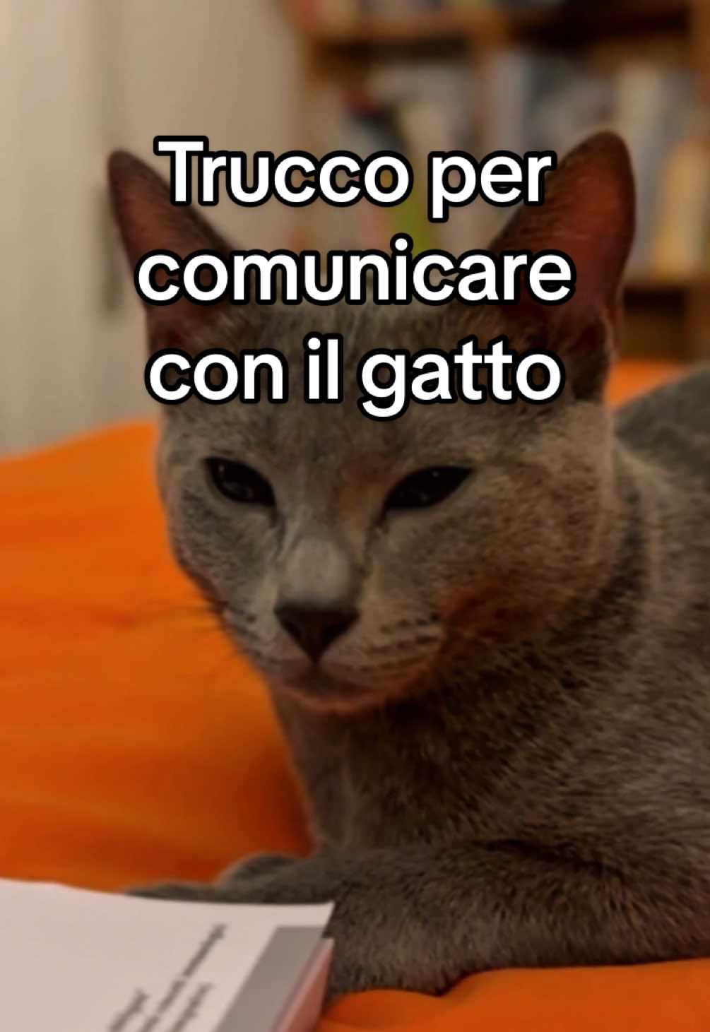 Sai come relazionarti con il tuo gatto per comunicare calma e serenità? 👀  Ti svelo un trucco. Provalo e fammi sapere! 🐈 #cattok #vet #gattiditiktok 