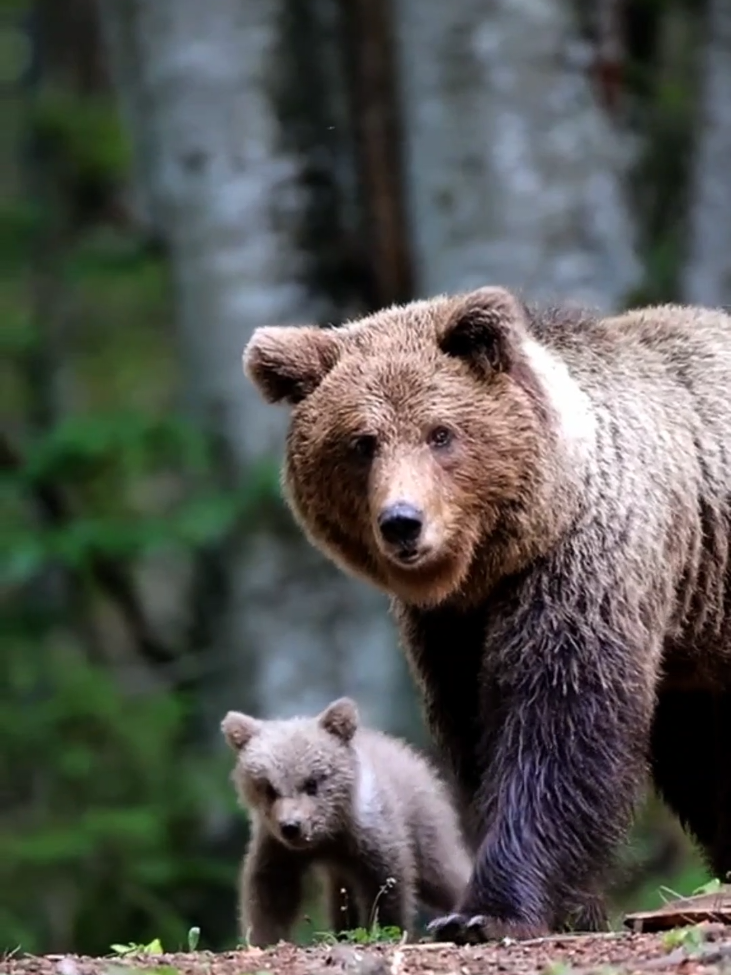 Brown Bear: The Giant of the Forest . The brown bear can weigh up to 700 kg and has incredible strength! It can knock down trees and break bones with just one blow of its paw. . Its thick fur and layer of fat provide protection against the cold, and it can hibernate for months without eating! . Have you ever imagined meeting a brown bear in the forest? What would you do? #amazing #amazingvideo #world #beautiful #Wonderful #wonderful #animals #animais #bear #beard #urso #cut #nature #naturelover #natureza #Love 