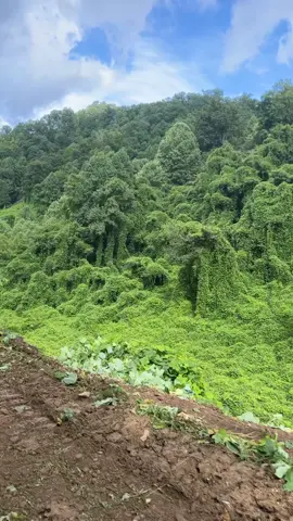 A longer video of the beautiful view while riding the Hatfield McCoy trails!! #hatfieldmccoytrails #wv #ky #fyp #godscountry #johndenver 