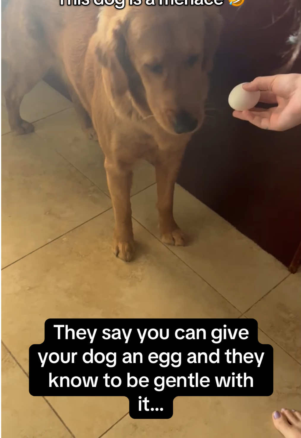 Doggo clearly hasn’t seen egg prices lately 🥚🤣 #RoadTo18Million #Pubity  (Marisa Richardson via ViralHog)