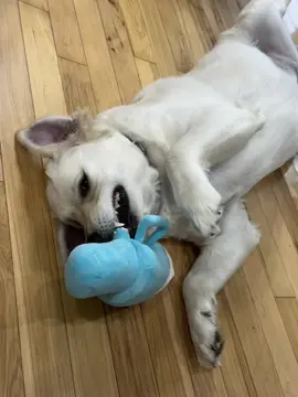 I think she likes her new toy a bit! #dog #dogsoftiktok #dogtoy #bougiedog #dogchewtoy #goldenretriever #goldenretrieverlife #goldenrretrieverpuppy #goldenretrieversoftiktok #goldenretrieversoftiktok #englishcreamgoldenretriever #dogmom #dogmomlife #dogmomsoftiktok 
