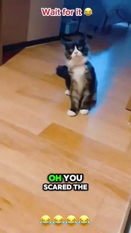 #funny #funnyvideos #dog #pet #funnyanimals #cats #foryou #animals #prankpet #voiceover 