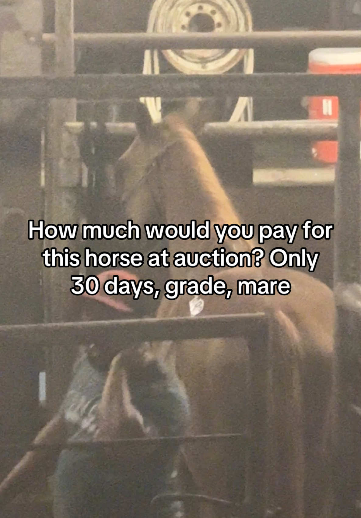 how much would you pay? #auction #auctionhorse #grademare #greenhorse #fypシ゚viral 