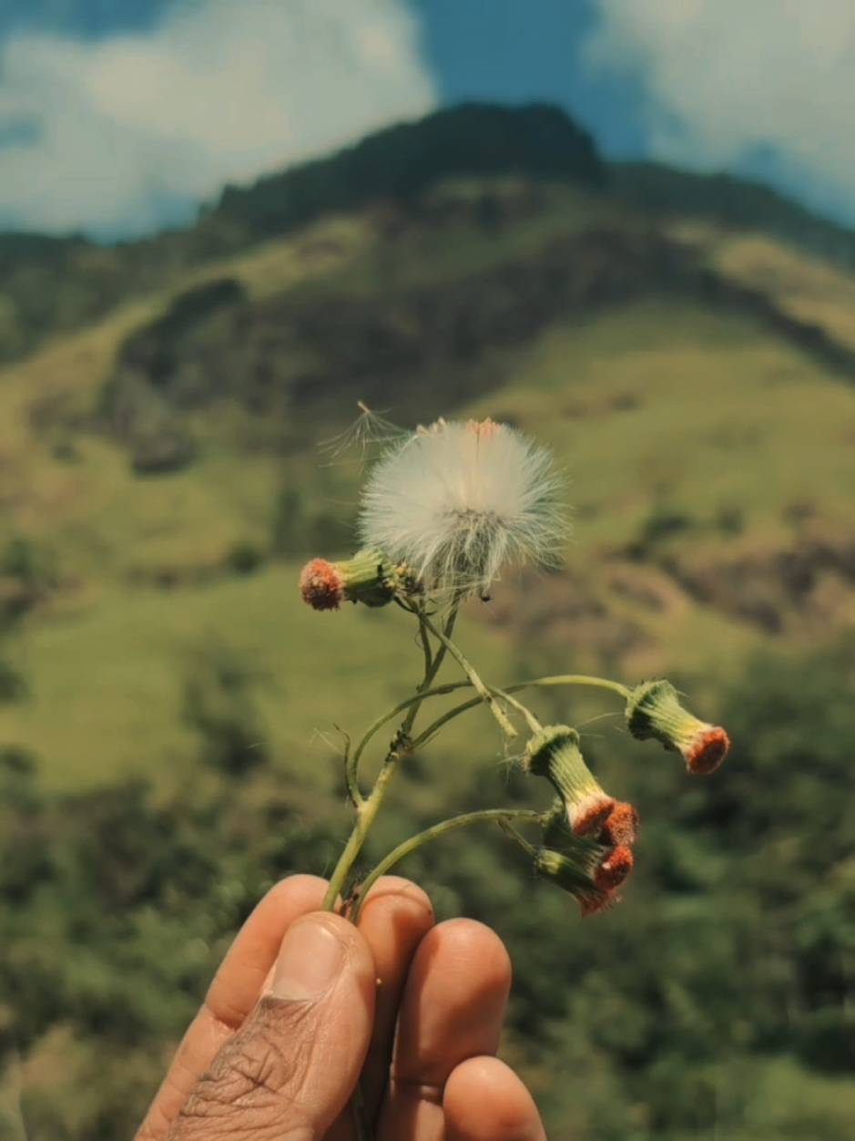 සොබාදහමේ අතරමං වෙන ගමන් මාවම හොයං යන ගමනක්. ⛰️🍃 Kothalagala Mountain (කොතලගල කන්ද) in Walapane (වලපනේ) is a hidden treasure waiting to be explored, offering breathtaking landscapes and an unforgettable travel vacation 🏞️✈️. This stunning peak is a paradise for adventure seekers, making it one of the most beautiful places in the world 🌍🌄. Kothalagala (කොතලගල) camping is a must-try experience for nature lovers, where you can relax under a sky full of stars and wake up to a mesmerizing sunrise 🌅🏕️. The fresh mountain air and the sound of rustling leaves create the perfect nature vibe, making it an ideal location for relaxing nature videos 🌿🎶. For those who love creating travel vlogs, Walapane provides endless scenic beauty, from misty mountaintops to lush green forests 📸🚶‍♂️. Whether you’re looking for peaceful places to visit or thrilling hiking videos, this location offers the best of both worlds ⛰️🎥. If you’re searching for travel location ideas, Kothalagala Mountain should be on your bucket list, offering some of the most beautiful views in Sri Lanka 🌏👀. From adventurous treks to serene camping spots, this destination is perfect for those looking to explore Sri Lanka and experience its natural beauty 🚀💚. Sri Lanka travel is incomplete without visiting Kothalagala, one of the most Sri Lanka beautiful places that captures the heart of every traveler 🇱🇰❤️. With its unique charm and untouched landscapes, this spot is a must-visit for anyone looking to discover the true essence of Sri Lanka beauty 🏕️✨. #Kothalagala #කොතලගල  #Walapane #KothalagalaCamping #TravelVacation #NatureVibe #BeautifulPlacesInTheWorld #TravellingVlog #RelaxingNatureVideos #TravelLocationIdeas #TravelPlacesInSriLanka #SriLankaBeauty #SriLankaBeautifulPlace #HikingVideos #BeautifulViews #PeacefulPlacesToVisit #ExploreSriLanka #SriLankaTravel