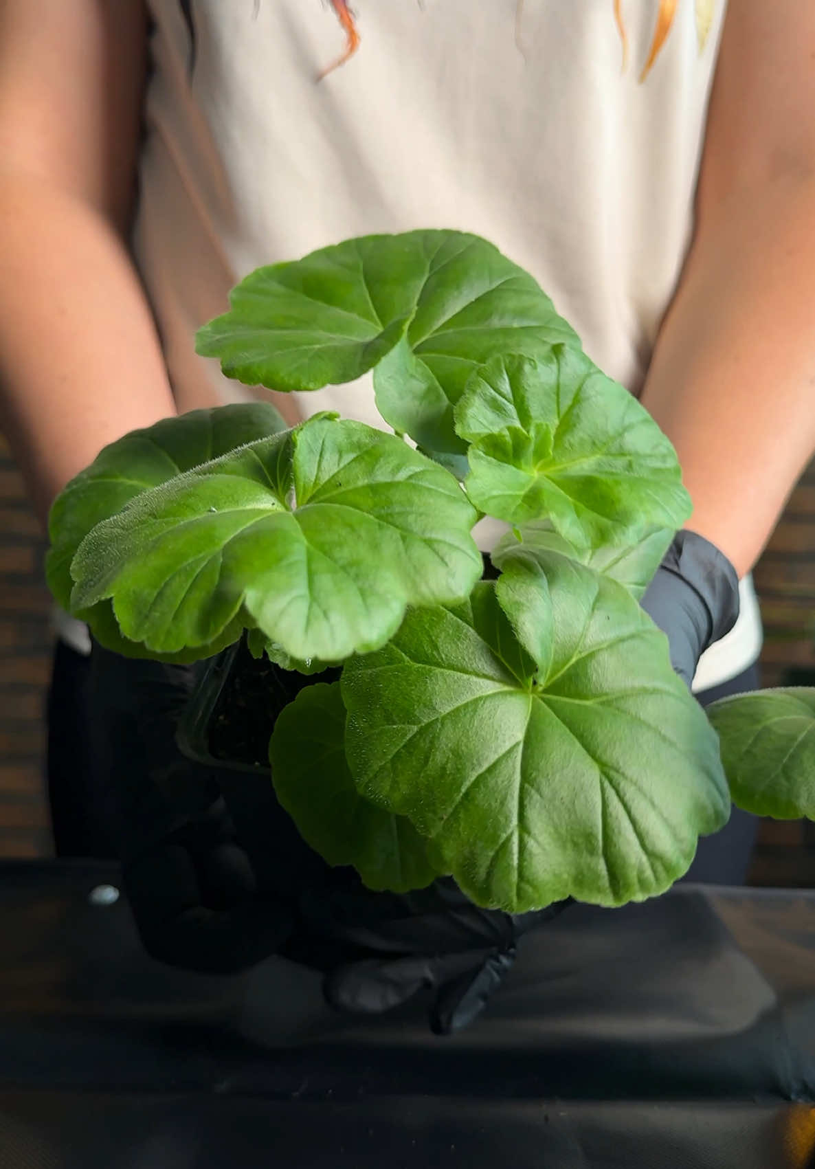 Виростила пеларгонію з насіння – тепер час перевалки! 🌱➡️🌿 Дивіться, як вона змінилася! #пеларгонія #квіти #садівництво #розсада #перевалка #квітникарство #город #зеленіручки 🌸✨