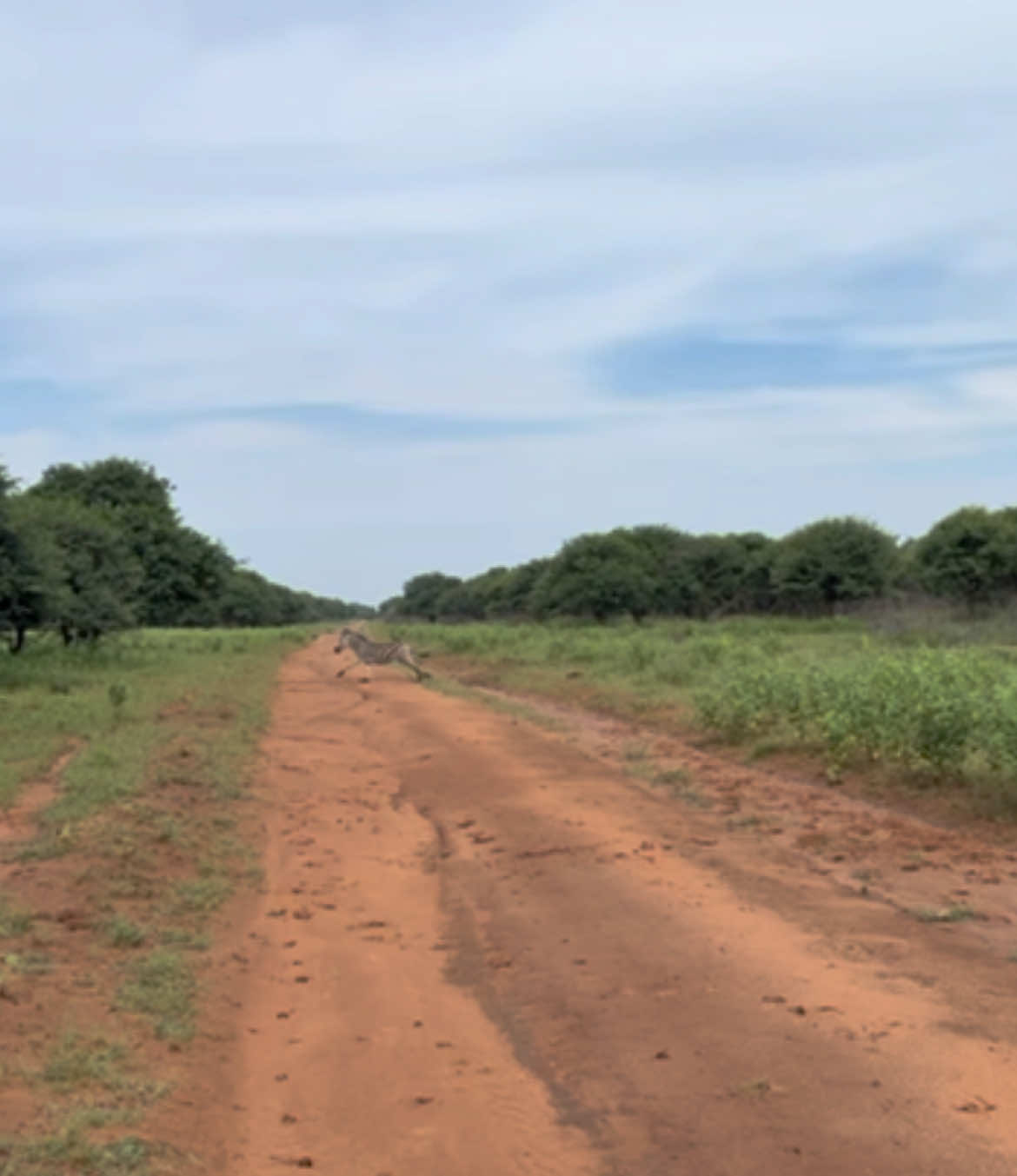 Run run run! #SAMA28 #entertainment #farmlife 