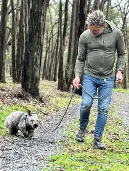 I LOVE wombats! Did you know wombats teeth continue to grow their entire life? With a diet consisting of tough barks and tree roots, grasses and varieties of vegation… I guess it makes sense! They can run up to 40 km per hour, thats faster than Usain Bolt- hence the lead🤣 These wombats are engineered to dig! In fact, the soil that is turned over when doing so, recycles the nutrient’s to the surface, dramatically increasing soil health which promotes the growth of various plants and shrubs! Their burrows also provide a safe refuge for other wildlife during bushfires! Thanks Shorty 👍  Why not spare a thought for our wombats and slow down on the roads, especially during dusk and dawn when these amazing animals are most active! #wombats #wildactionzoo